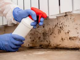  St Augustine South, FL Mold Prevention & Removal Pros